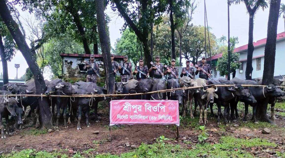 সিলেট সীমান্তে আজও ভারতীয় মহিষ আটক