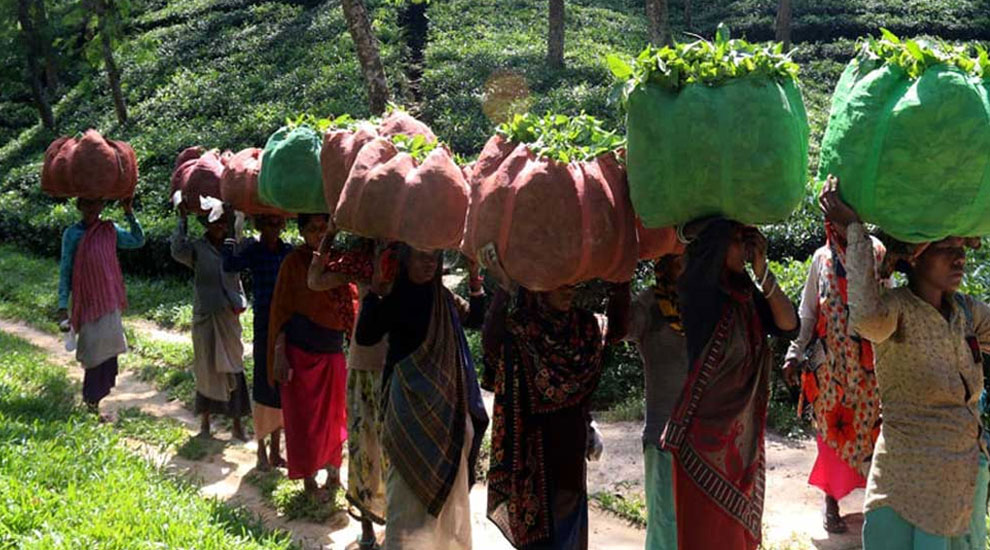 কাজে ফিরলেও ধোঁয়াশায় এনটিসির শ্রমিকেরা