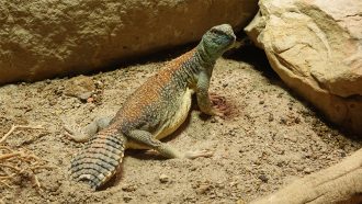 সান্ডা: মরুভূমির এক বিস্ময়কর প্রাণী