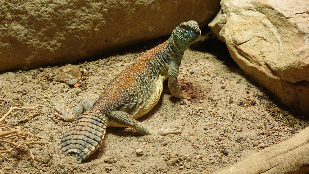 সান্ডা: মরুভূমির এক বিস্ময়কর প্রাণী