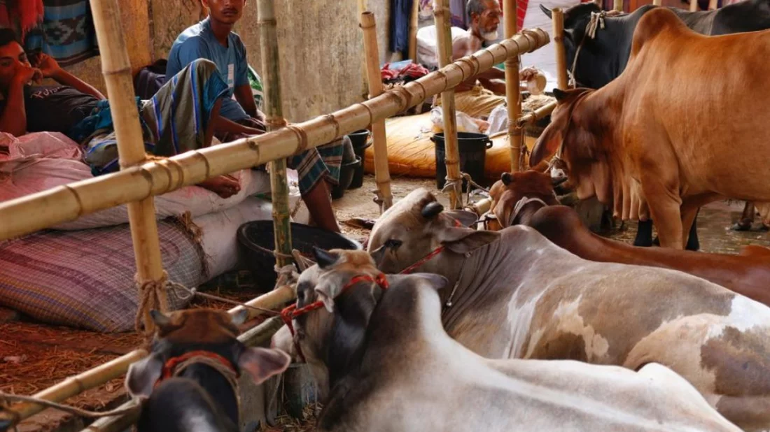 কতটুকু সম্পদ থাকলে কোরবানি দিতে হয়?