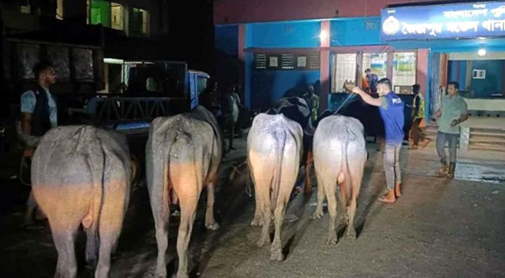 জৈন্তাপুরে ভারতীয় চোরাই মহিষ জব্দ