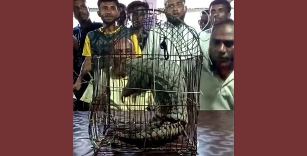 সুনামগঞ্জে বিপন্ন প্রজাতির বনরুই উদ্ধার