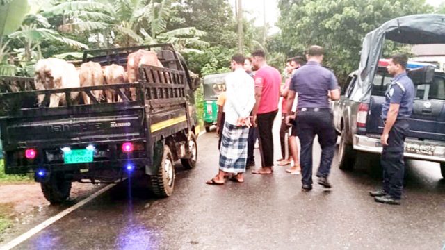কুলাউড়ায় গোয়ালঘর থেকে চুরি হওয়া গরু ও পিকআপ উদ্ধার