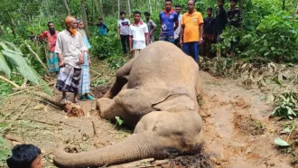 শেরপুরে বিদ্যুতায়িত হয়ে আরও এক হাতির মৃত্যু