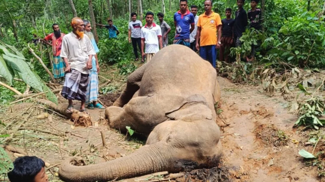 শেরপুরে বিদ্যুতায়িত হয়ে আরও এক হাতির মৃত্যু