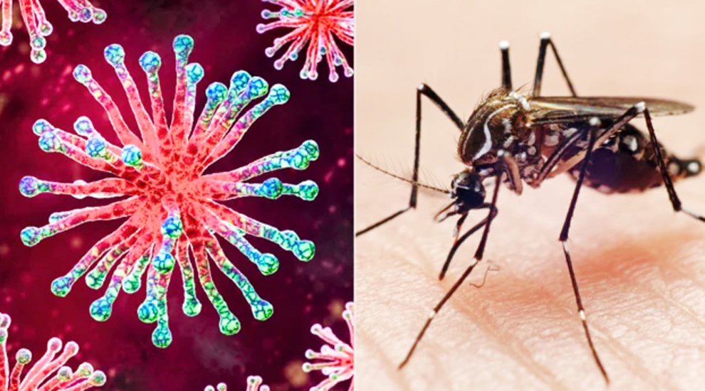 সিলেটে করোনা ও ডেঙ্গু আক্রান্তের সংখ্যা বাড়ছেই