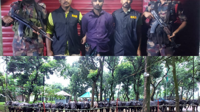 সিলেটে দলবেঁধে বিজিবির উপর হামলা : আটক ১ চোরাকারবারী, উদ্ধার ২ কোটি টাকার গরু