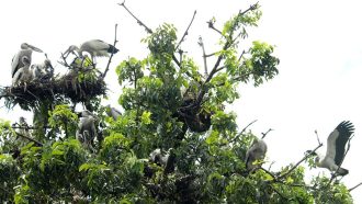 গাছপালার চূড়ায় বাসা বেঁধেছে ঝাঁকে ঝাঁকে শামুকখোল পাখি
