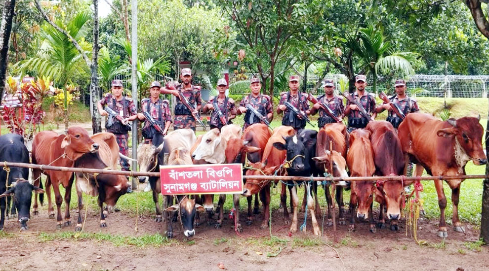 দোয়ারাবাজার সীমান্তে চোরাই গরুর চালান জব্দ