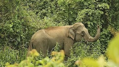পাথারিয়ার বনে কেন পুরুষ হাতি ছাড়তে চায় বন বিভাগ