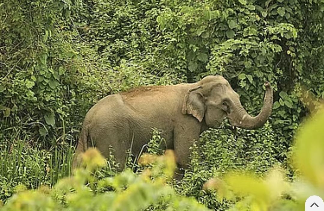 পাথারিয়ার বনে কেন পুরুষ হাতি ছাড়তে চায় বন বিভাগ