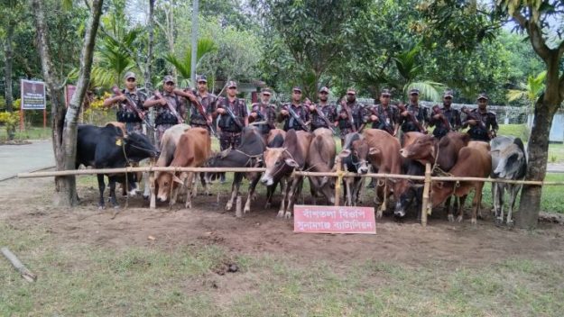 দোয়ারাবাজার সীমান্তে ১৪ ভারতীয় গরু আটক