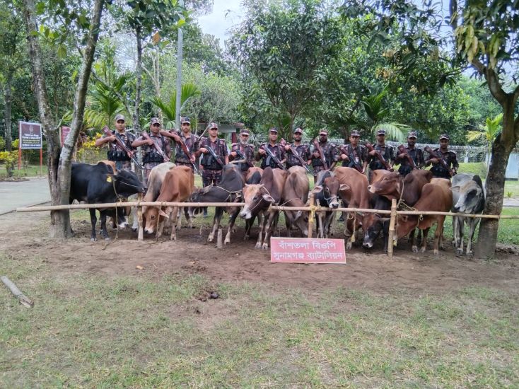 দোয়ারাবাজার সীমান্তে ১৪ ভারতীয় গরু আটক