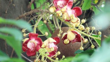 দৃষ্টিনন্দন নাগলিঙ্গম