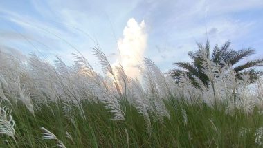 শরতের স্নিগ্ধতা ছড়াচ্ছে শ্বেত-শুভ্র কাশফুল