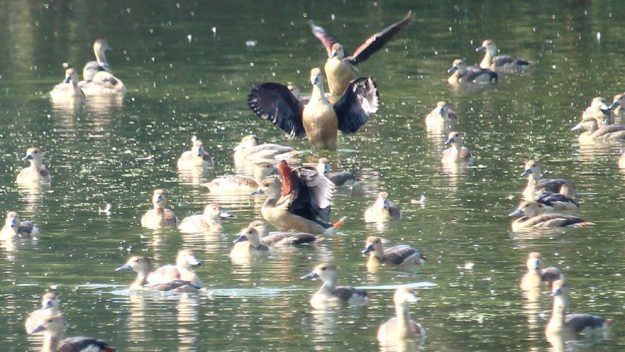 শীতের আগমনে আসছে ঝাঁকে ঝাঁকে অতিথি পাখি, কলতানে মুখরিত চারপাশ