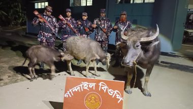 বড়লেখায় সীমান্ত থেকে (৫২ বিজিবির) অভিযানে ৩টি ভারতীয় মহিষ আটক