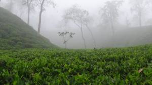 শ্রীমঙ্গলে দেশের সর্বনিম্ন তাপামাত্রা