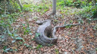 আস্ত ছাগল গিলে ক্লান্ত, লোকালয়েই পড়ে ছিল সুন্দরবনের অজগর