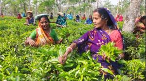 বৃষ্টিতে প্রাণ ফিরেছে চা বাগানে
