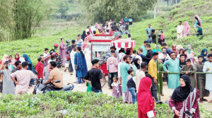সিলেটের চা-বাগানে পর্যটকদের ঢল