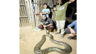 লাউয়াছড়া বনে অজগর সাপ অবমুক্ত