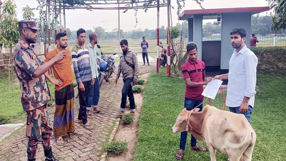 সীমান্তে সক্রিয় গরু চোরা কারবারিরা