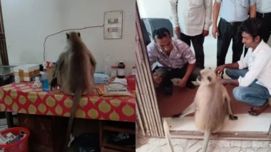 চিকিৎসা নিতে নিজেই হাসপাতালে হাজির আহত হনুমান!