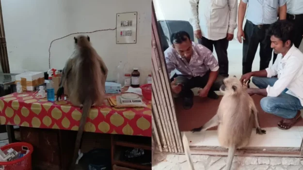চিকিৎসা নিতে নিজেই হাসপাতালে হাজির আহত হনুমান!