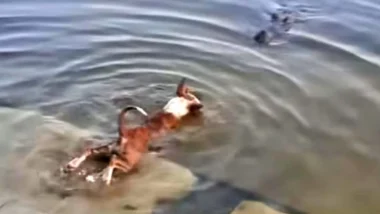 প্রাণীর প্রতি নিষ্ঠুরতার শাস্তি বাড়াতে সরকারকে আইনি নোটিশ