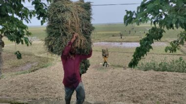 হাওরে ধান কাটা শুরু, শ্রমিক ও ডিজেল সঙ্কটে দুশ্চিন্তা
