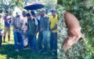 জৈন্তাপুর সীমান্তে বাঘ আতঙ্ক : তদন্তে বন বিভাগ