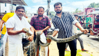 শ্রীমঙ্গলে ১৮ ফুট লম্বা অজগর উদ্ধার